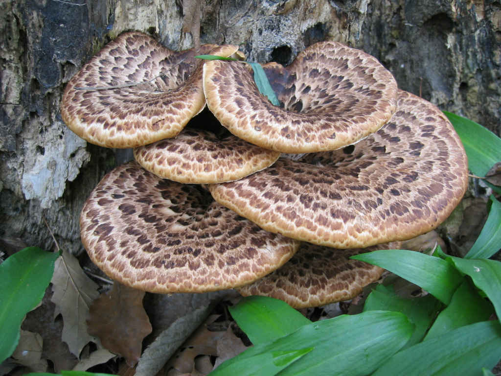 I Funghi primaverili: Polyporus squamosus